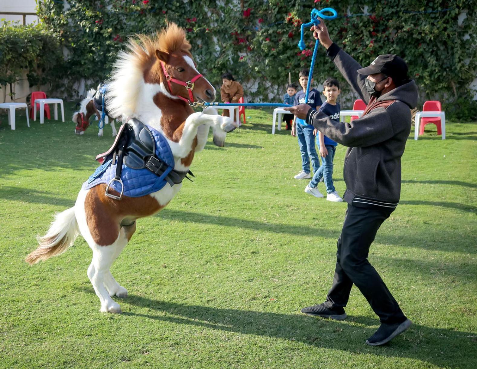 Lagoona Beach Luxury Resort And Spa Manáma Kültér fotó The photo shows a small horse or pony rearing up on its hind legs. The pony is wearing a blue saddle and is being led by a person who is holding a rope. The person is wearing a mask and appears to be encouraging the pony to perform. In the background